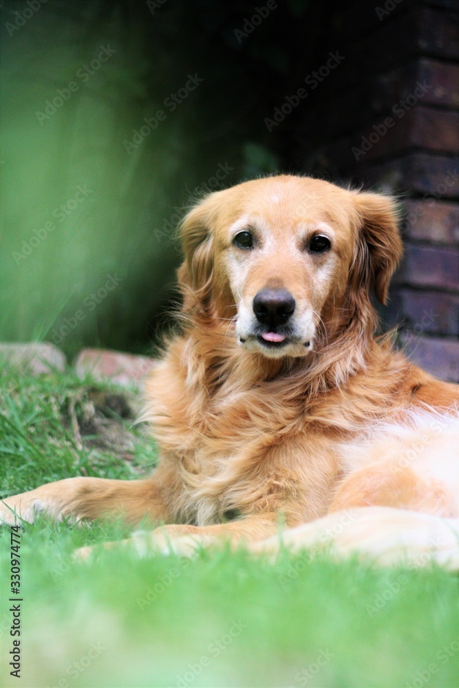 golden retriever