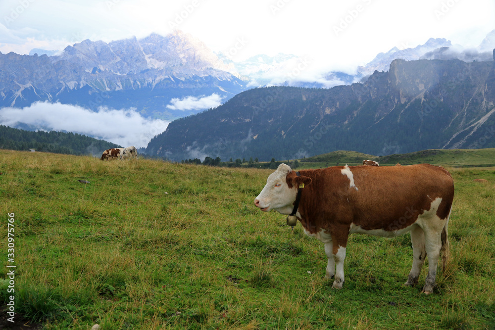 Landscape with cow, Dolomites, Italy