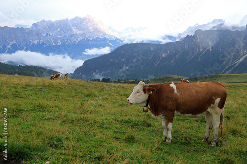 Landscape with cow  Dolomites  Italy