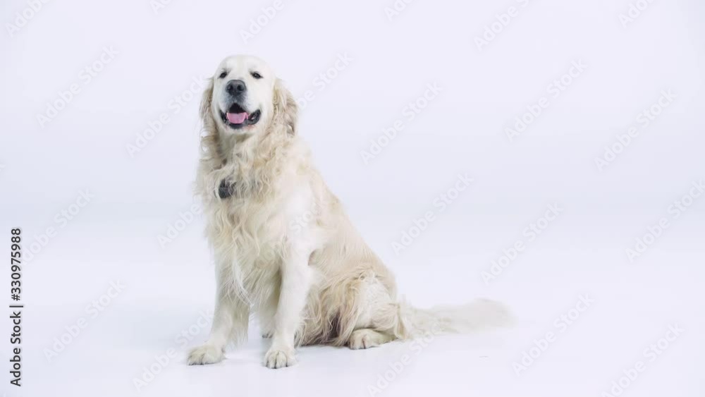 adorable golden retriever sitting on white with copy space adorable golden retriever sitting on white with copy space