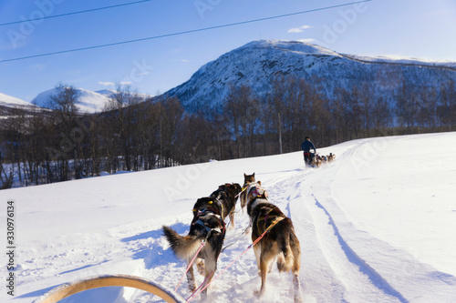 Dog sledding, husky tours.  Dog sledding trip and travel at high speed across the Norwegian wilderness. © lusia83