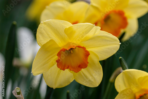 Fototapeta Naklejka Na Ścianę i Meble -  daffodils in garden