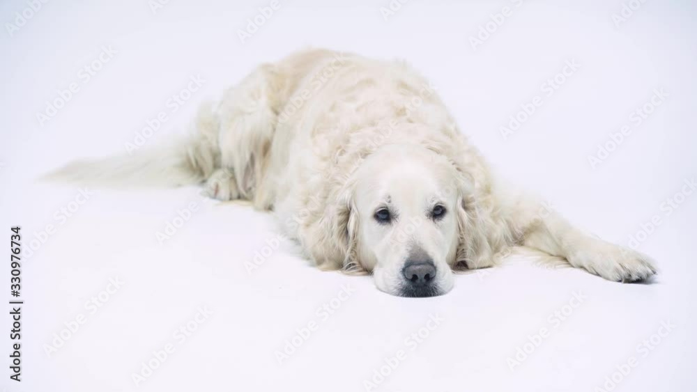 cute and purebred dog looking at camera and lying on white