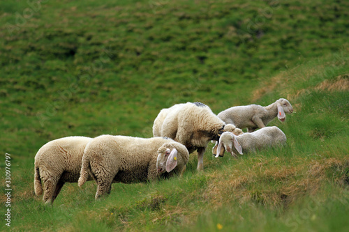Landscape with sheep, Dolomites, Italy