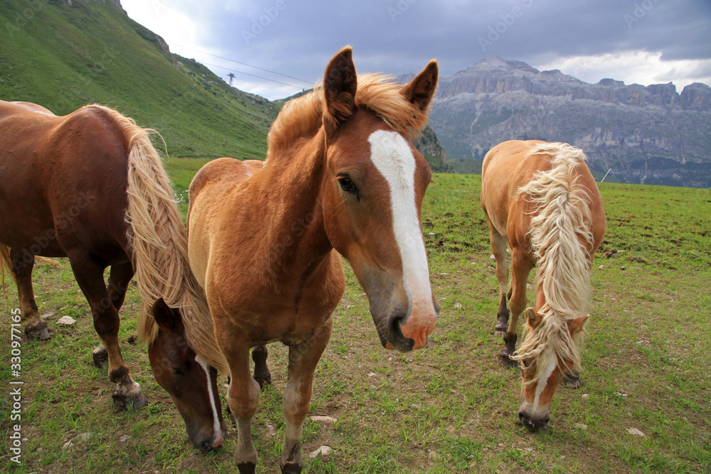 Landscape with horses, Dolomites, Italy Landscape with horses, Dolomites, Italy
