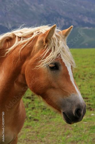 Landscape with horses, Dolomites, Italy