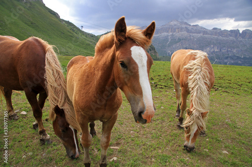 Landscape with horses, Dolomites, Italy