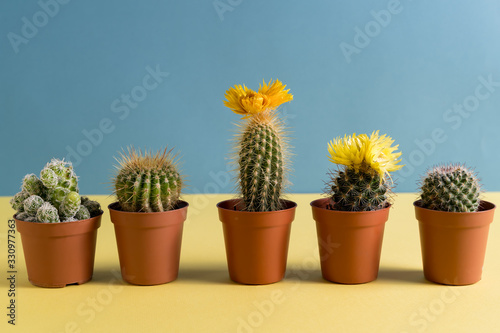 Beautiful cactus with yellow flower on colorful background.