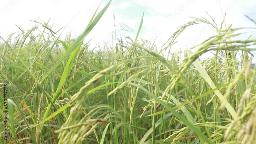 VDO green rice under sun light. Close up Rice in field at north Thailand. VDO green rice under sun light. Close up Rice in field at north Thailand.