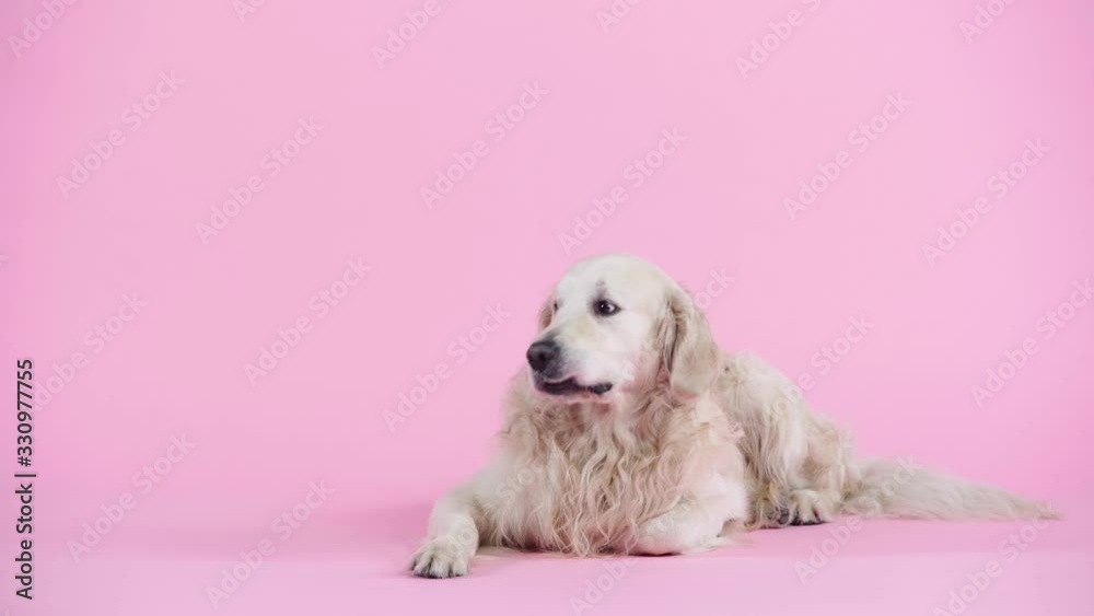 cute purebred golden retriever lying on pink cute purebred golden retriever lying on pink
