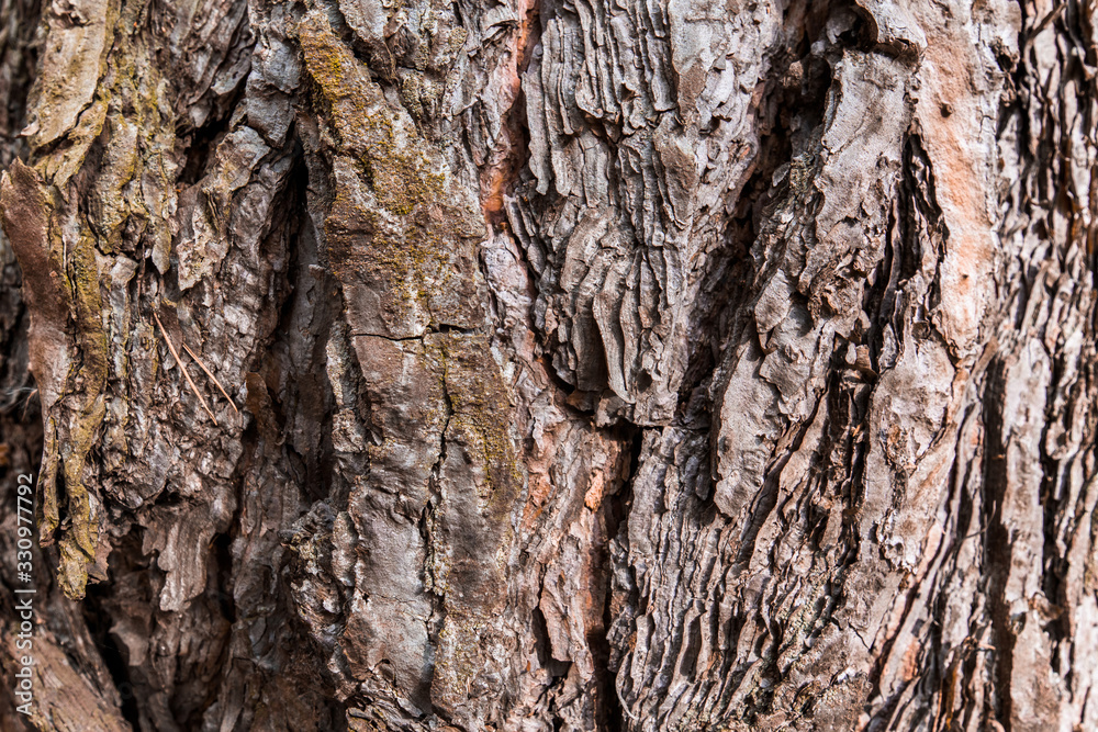 texture of tree bark . background image. brown old wood bark texture of tree bark . background image. brown old wood bark