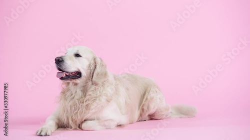 adorable and purebred golden retriever lying on pink
