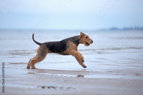 Foto happy airedale terrier dog running on the beach