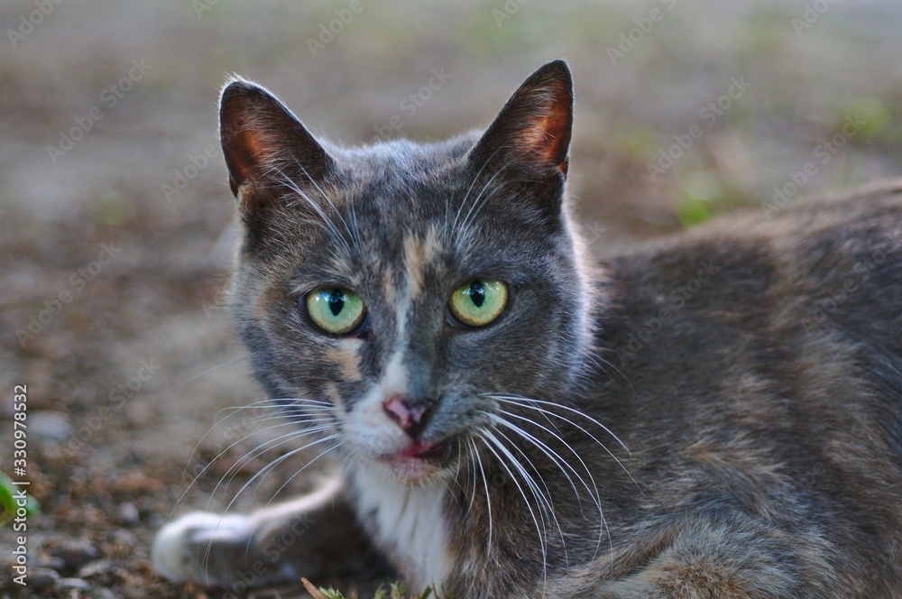Naklejka premium Korean cat