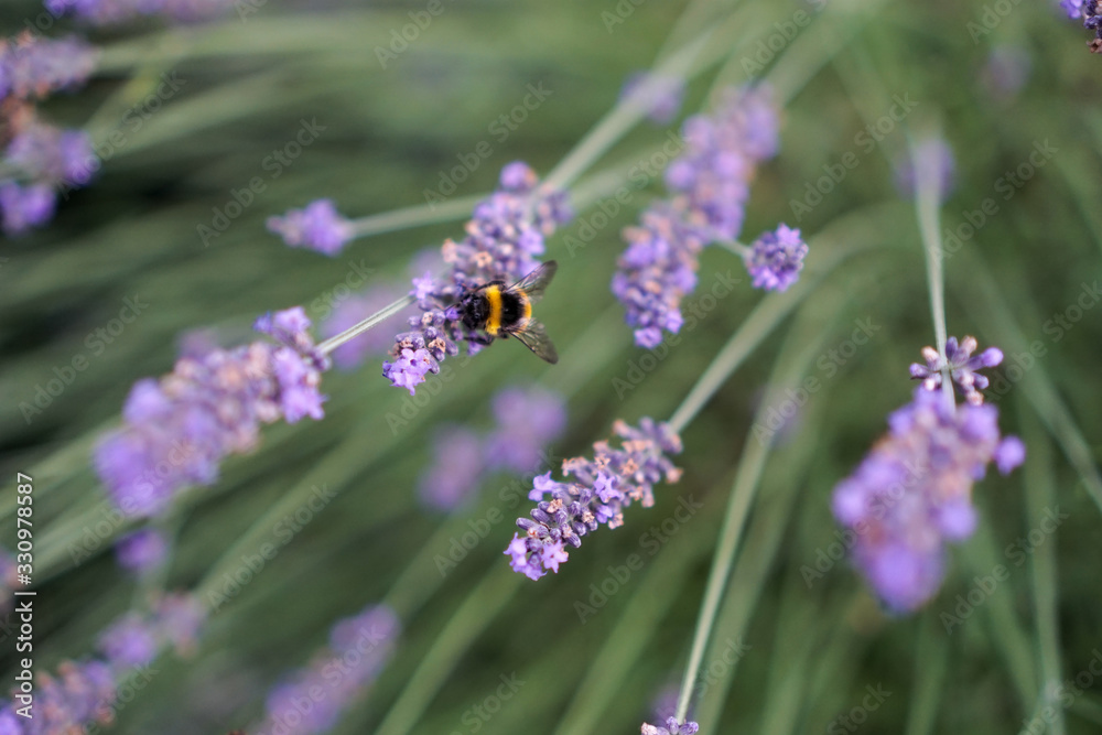 Hummel auf Lavendel Nahaufnahme im Sommer quer Hummel auf Lavendel Nahaufnahme im Sommer quer