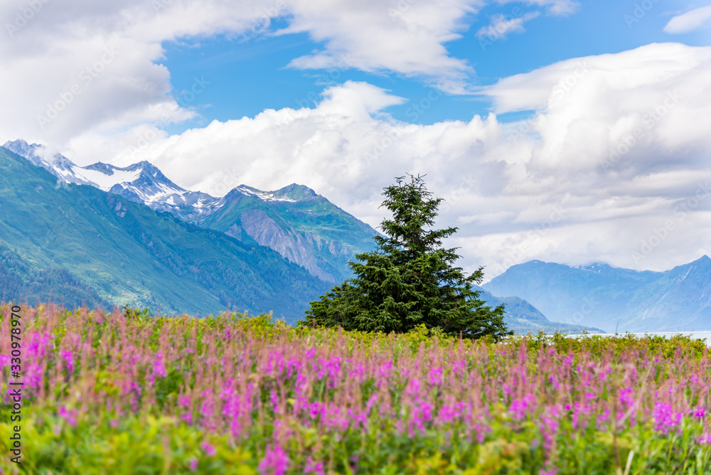 Fototapeta premium Mountain with foreground Fireweed flowers and cloudy sky Alaska