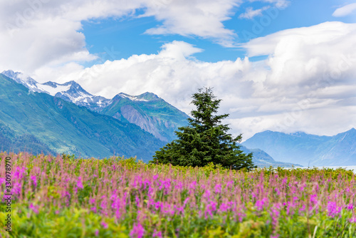 Mountain with foreground Fireweed flowers and cloudy sky Alaska