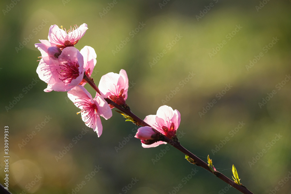 Obraz premium Fleurs de pêcher