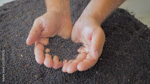 Dry rapeseed grains are poured into the hands of the farmer directly from the field after harvest, close-up.