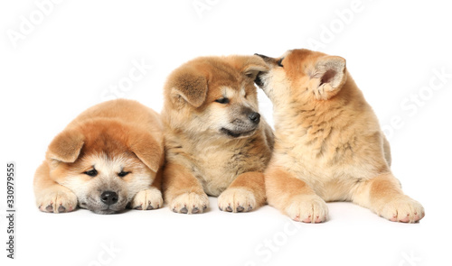 Cute Akita Inu puppies on white background. Baby animals © New Africa