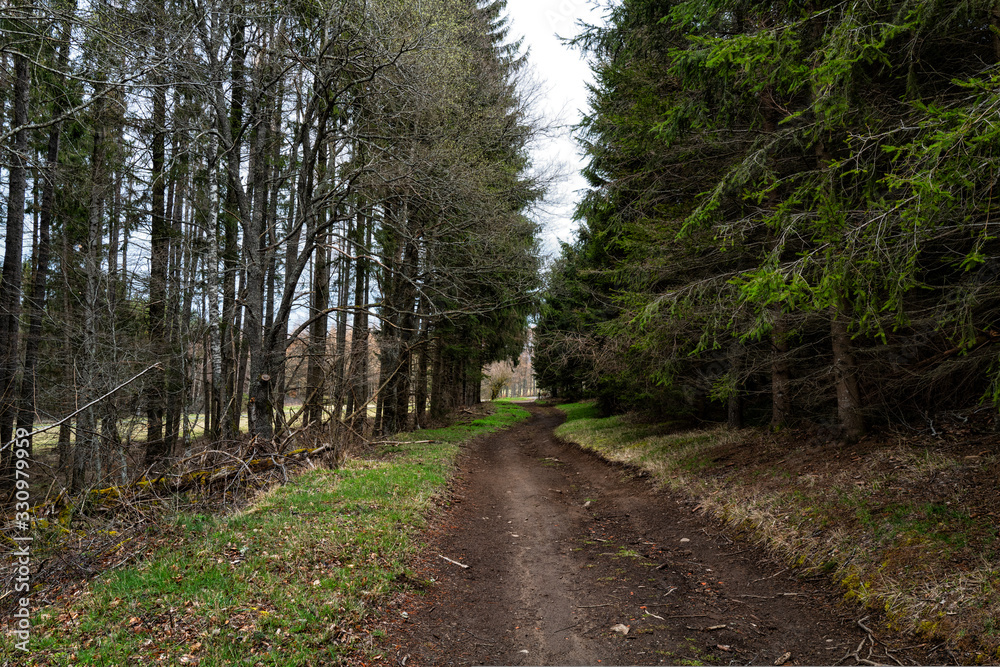 Obraz premium chemin forestier