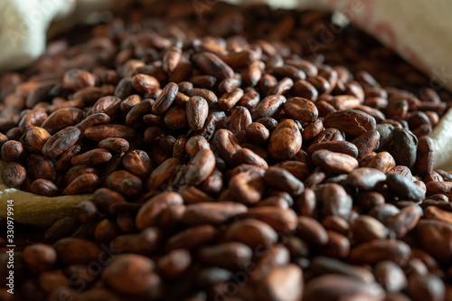 Grano de cacao seco