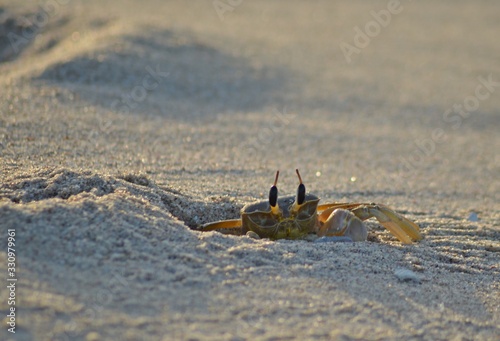 Little yellow box crab looking out of a hole at the beach, Oman photo