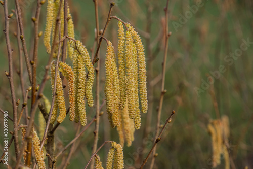 Haselnussblüte an Haselstrauch (lat. Corylus avellana)