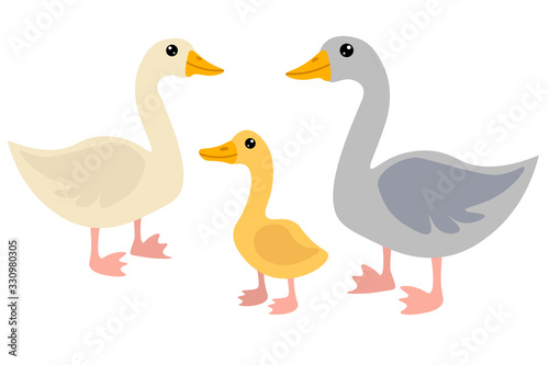 Cute cartoon goose family in flat style isolated on white background. Mother, father and baby of birds. Farm animals. Vector illustration. 