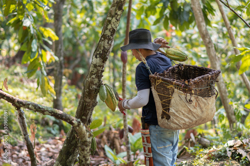 Joven recolectando cacao
