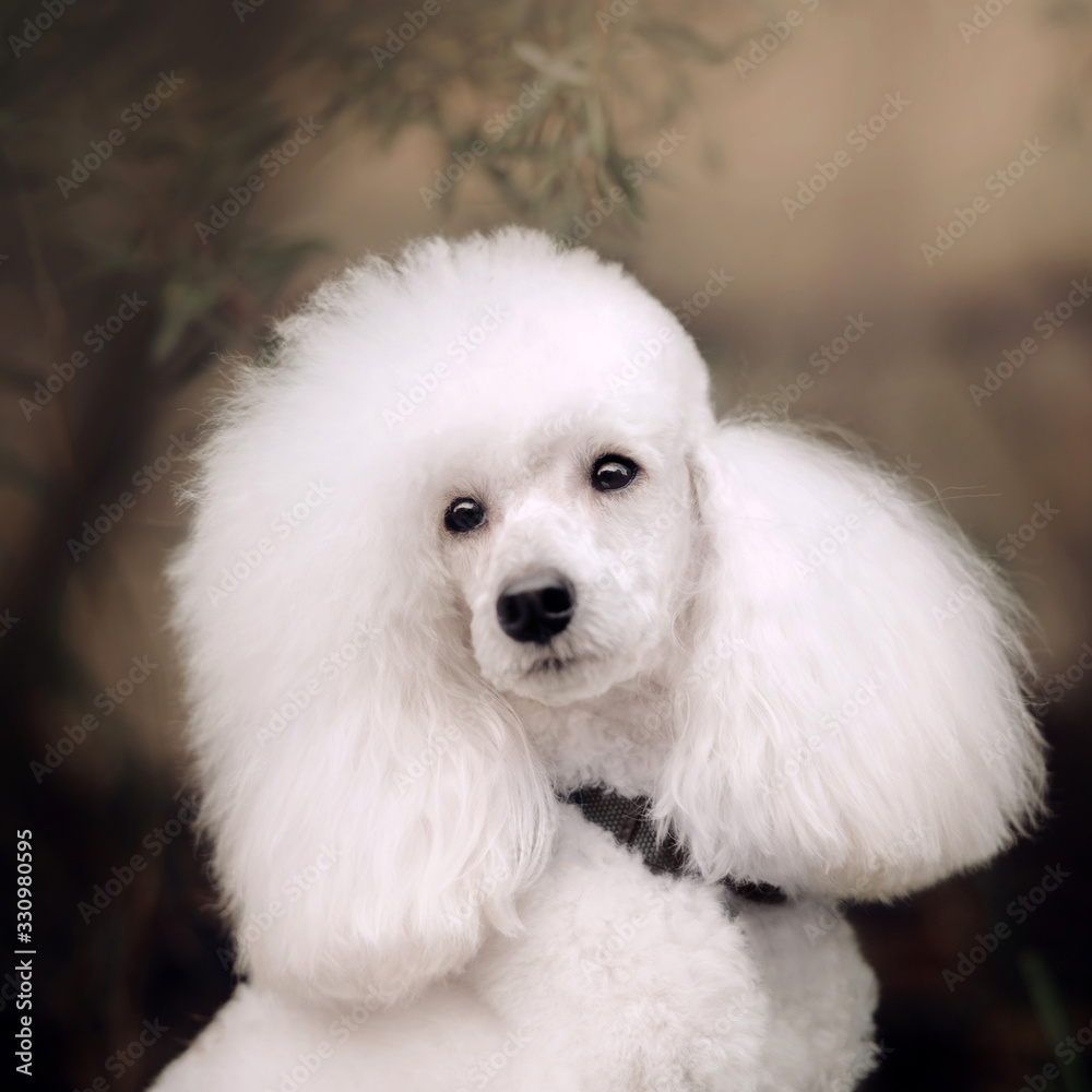 beautiful white groomed poodle dog portrait outdoors