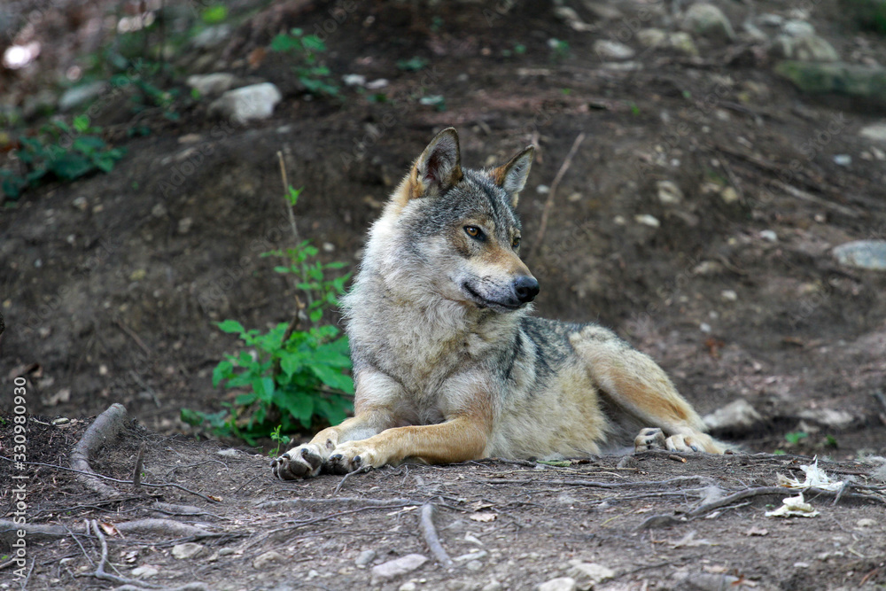 Italian wolf in Brenta Dolomites, Trentino region, Italy Italian wolf in Brenta Dolomites, Trentino region, Italy