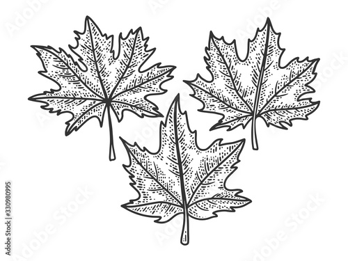 Maple leaves set sketch engraving vector illustration. T-shirt apparel print design. Scratch board imitation. Black and white hand drawn image.
