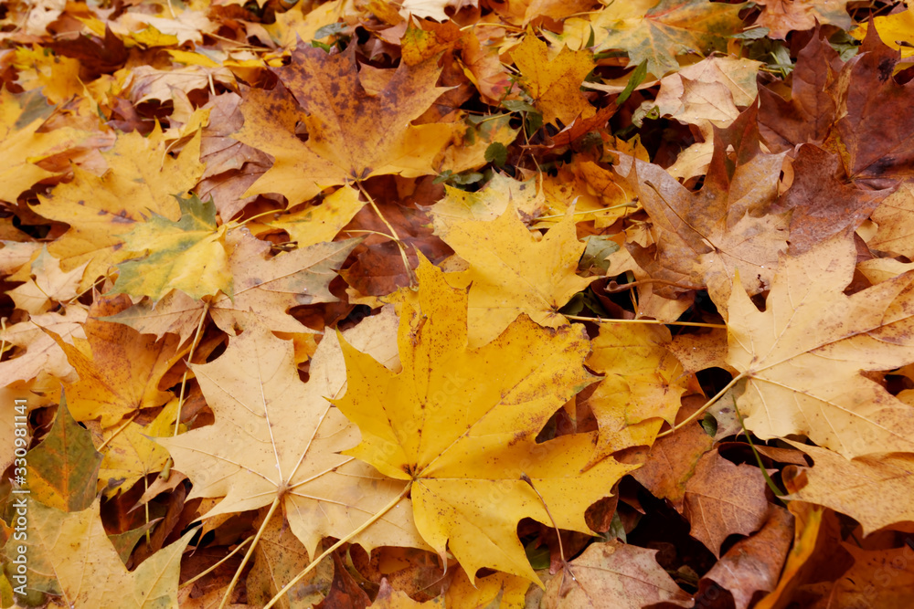 Beautiful autumn yellow leaves