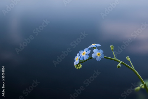 Forget Me Not Minimalist Flower Macro Photography