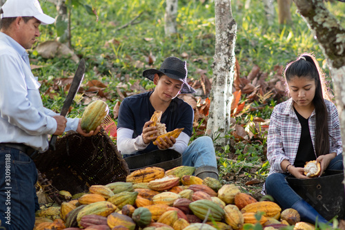 Familia cosechando cacao