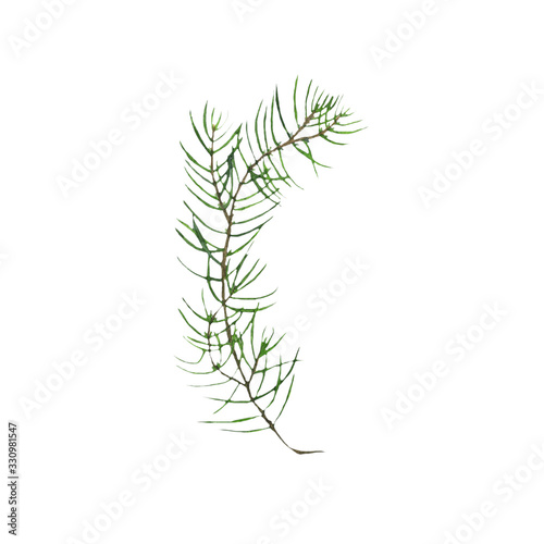 Branch of spruce or juniper with needles isolated on white background. Watercolor hand drawing illustration evergreen. Perfect for design of gin, medicine or aromatic product, essential oil. Clip art.