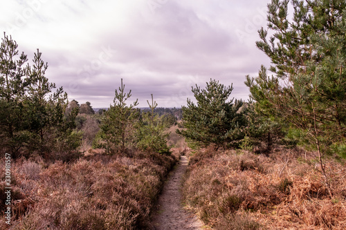 Hindhead common March 2020