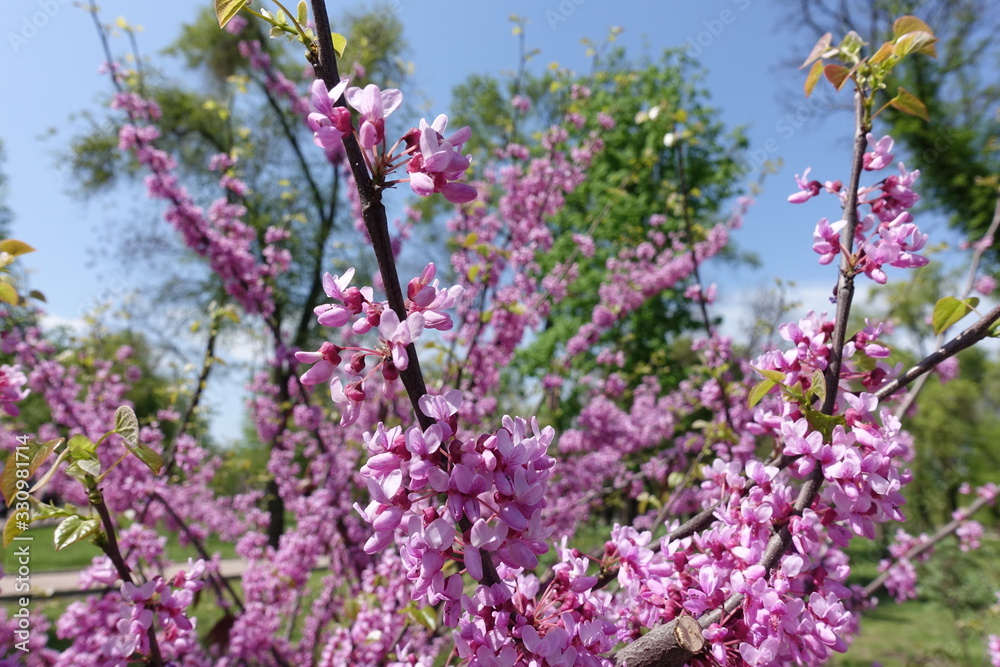 Bright pink flowers of Cercis canadensis in April