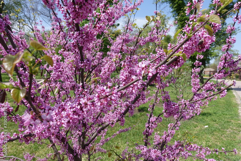 Bush of Cercis canadensis in full bloom in April