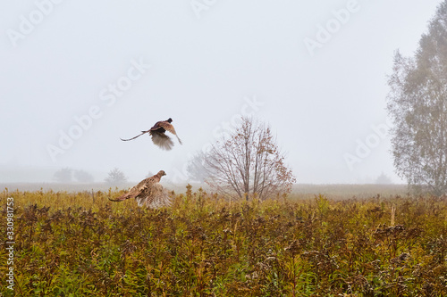 Fototapeta Pheasants rising above the meadow in the fog