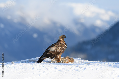 Norwegian golden eagle (Aquila chrysaetos) in winter snow with prey