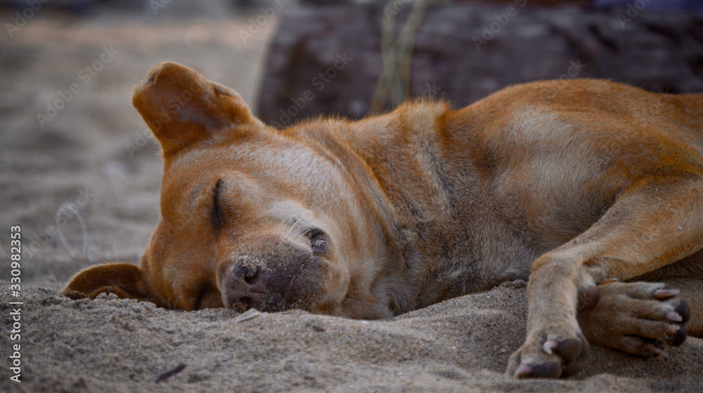 dog lying on the sand dog lying on the sand