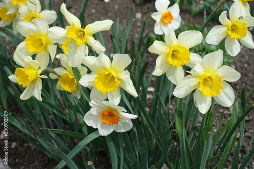 White, yellow and orange flowers of narcissuses in mid April photo