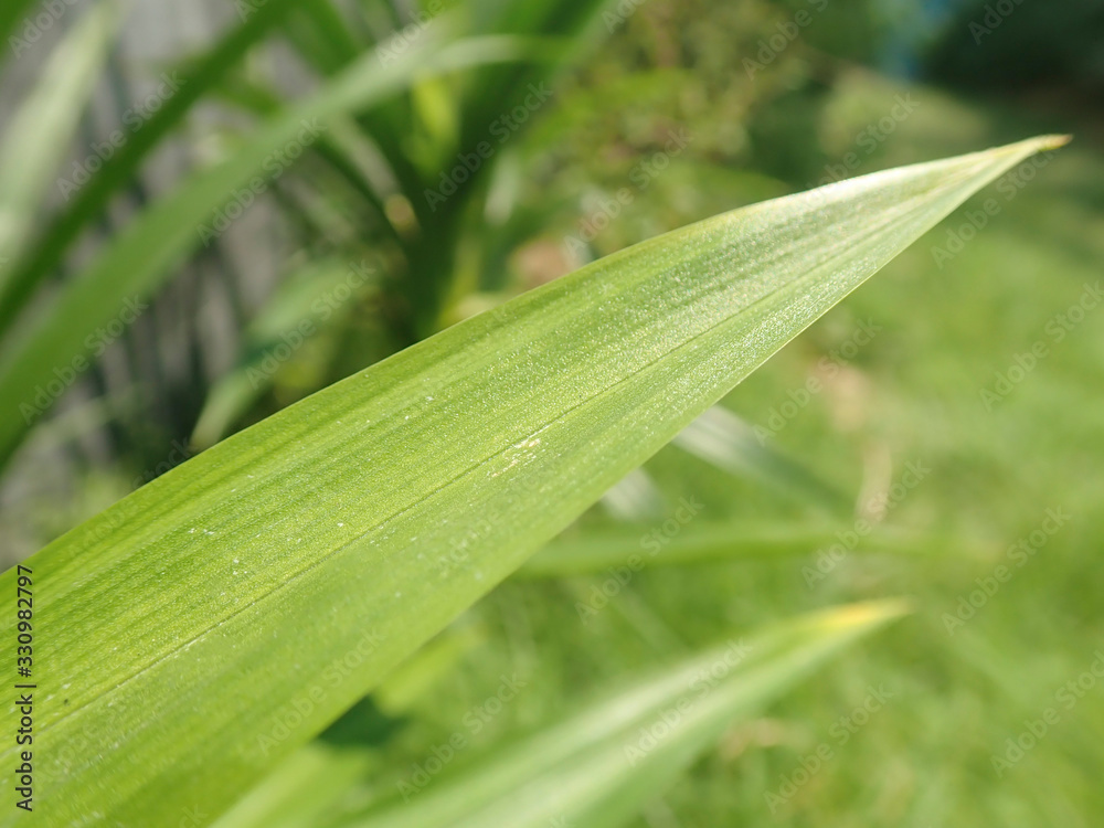Fresh green pandan leaves in the backyard. Pandanus amaryllifolius. Fresh green pandan leaves in the backyard. Pandanus amaryllifolius.
