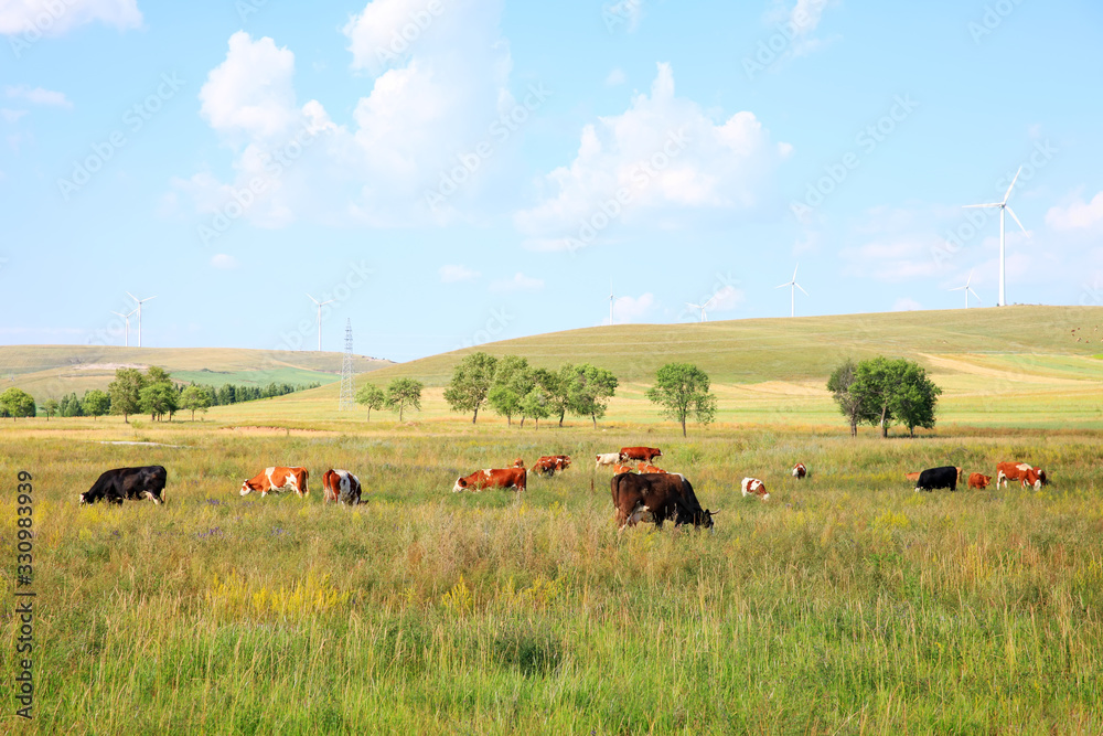 Cattle and wind turbines in the grassland Cattle and wind turbines in the grassland