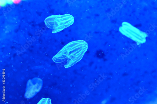 皆で仲良く静かに水中を漂う可愛いキタカブトクラゲ（日本の東京池袋サンシャイン水族館）