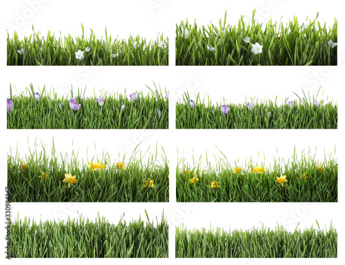 Collage of fresh green grass with flowers on white background. Spring season