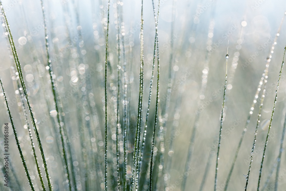 Morning dew on the plant in soft focus. Shallow depth of field Morning dew on the plant in soft focus. Shallow depth of field