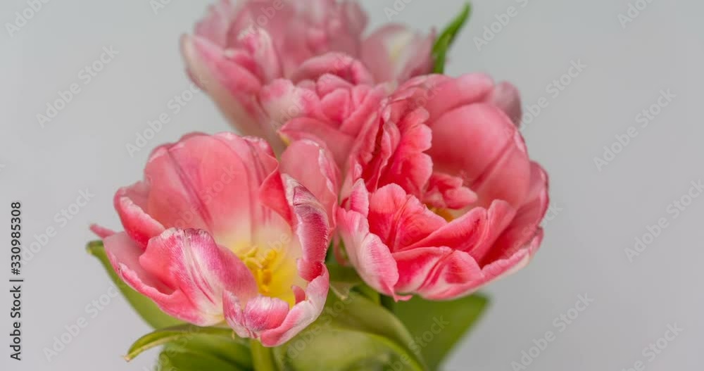 Timelapse of pink tulips flower blooming on white background. Timelapse of pink tulips flower blooming on white background.